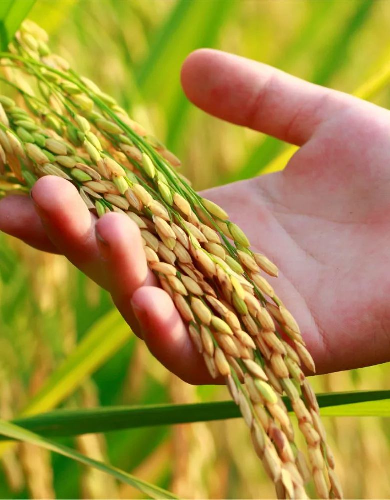 Milled rice falling from a farmer’s hands in a ripe paddy field