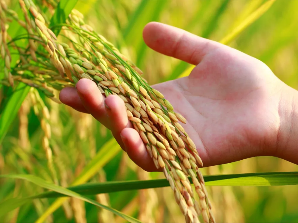 A handful of milled basmati being checked before packing