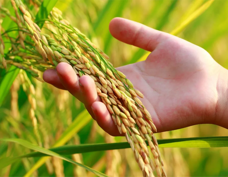 A farmer carrying cut paddy at harvest